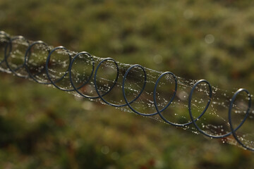 Wall Mural - Closeup shot of a metal spring with cobwebs and dew drops.