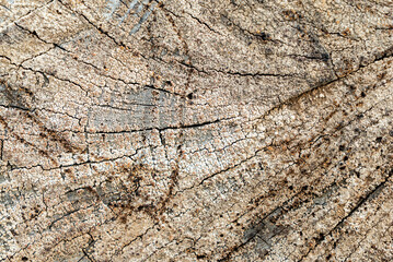 Canvas Print - Closeup shot of old tree trunk