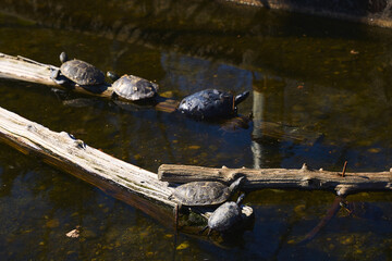 Sticker - View of the turtles on the trunk in the lake