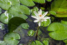 Close-up Shot Of A White Water Lily Flower And Green Leaves Floating On Pond Water On A Sunny Day