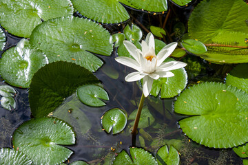 Canvas Print - Close-up shot of a white water lily flower and green leaves floating on pond water on a sunny day