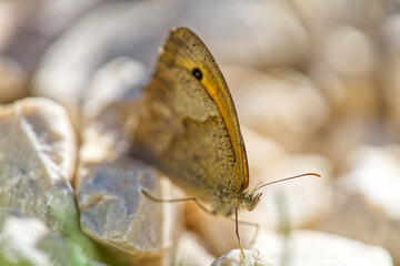 Canvas Print - Macro shot of a butterfly on a rocky surface under a bright sunny sky