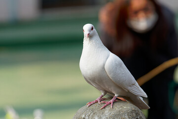 Poster - Closeup of a pigeon on a stone in a garden