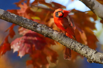 Wall Mural - Beautiful shot of a red bird in a forest during the day