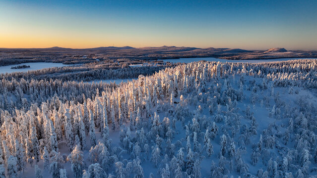 Sunlit, snow covered forest 04