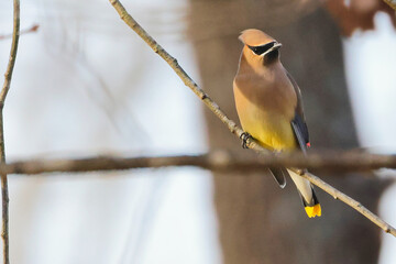 Canvas Print - Closeup of a waxwing on a tree branch on a blurred background