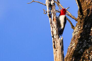 Canvas Print - Beautiful shot of a bird in a forest during the day