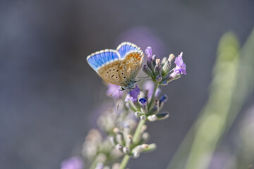 Canvas Print - Macro shot of a butterfly sipping nectar from beautiful flower in a garden