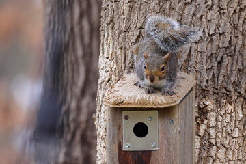 Canvas Print - Closeup of the gray squirrel on the birdhouse.