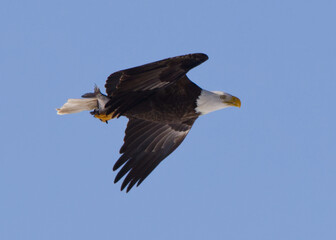 Canvas Print - Closeup of a flying bald eagle with a freshly caught fish in its talons