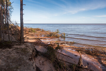 Wall Mural - Storm broken trees on the Baltic sea coast, Kolka, Latvia.