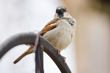 Wall Mural - Beautiful shot of a bird in a forest during the day