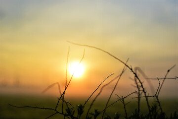 Canvas Print - Closeup shot of sun ryas falling on a plant