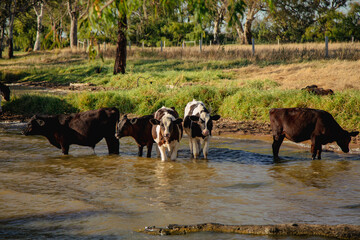 Wall Mural - Herd of cows resting in the water.