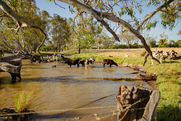 Poster - Cow pasture standing on the shore of a pond