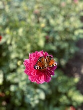 Vertical Shot Of A Spotted Orange Butterfly On A Pink Flower