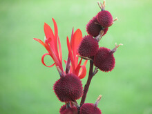 Selective Focus Shot Of Beautiful Red Canna Lily Plant Seeds Growing In A Garden