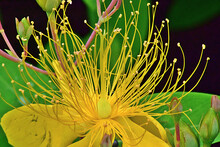 Close-up Shot Of Beautiful Hypericum Chinese  Beautiful Yellow Flower