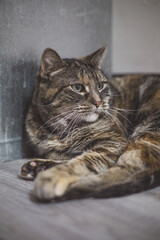 Poster - Vertical shot of a cute domestic striped cat lying on the sofa with a blurry background