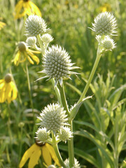 Wall Mural - close-up shot of a rattlesnake master wildflowers growing on the prairie on a sunny day