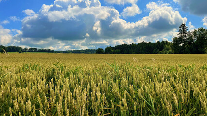 Poster - Landscape view of a wheat field