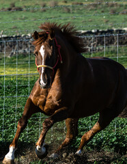 Wall Mural - Vertical shot of a brown Anglo-Arabian horse running on the field