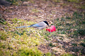 Sticker - View of a beautiful bird eating apple in a field on a sunny day