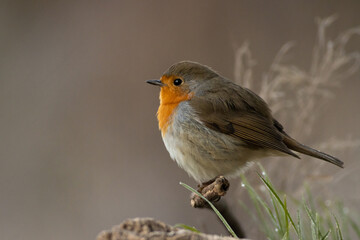 Wall Mural - Closeup of a cute bird robin on a tree branch