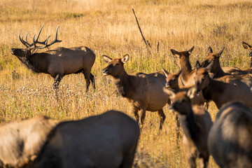 Sticker - Herd of elk grazing on the pasture in the wilderness