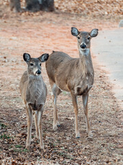 Sticker - Vertical shot of white-tailed deer with her fawn