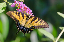 Beautiful Shot Of A Swallowtail Butterfly On A Flower In A Park