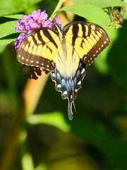 Sticker - Beautiful shot of a swallowtail butterfly on a flower in a park