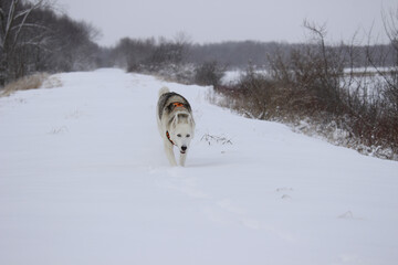 Poster - Beautiful shot of a white dog running in the snow in a forest