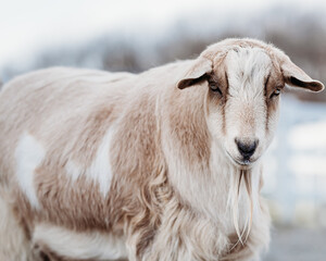 Canvas Print - Closeup of a sheep in a field