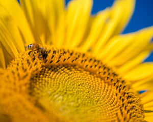Wall Mural - Closeup shot of a Bee in yellow pollen collects sunflower nectar