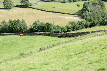 Canvas Print - Beautiful view of brown cows grazing on green pasture