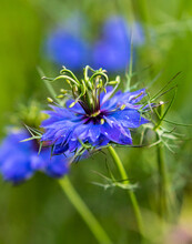 Close-up Selective Focus Shot Of A Blue Love-in-a-Mist Flower In The Garden On A Sunny Day