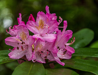 Canvas Print - Close-up shot of a rhododendron flower in the garden on a blurred background