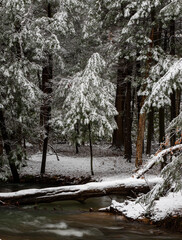 Wall Mural - Beautiful landscape of a running river in a forest with trees covered with snow