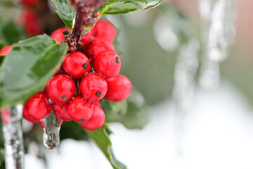 Poster - Close-up shot of icicles and holly tree berries.