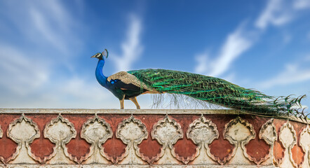 Canvas Print - Peacock Strolling on a roof