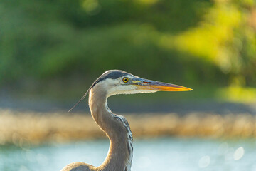 Wall Mural - Closeup shot of heron face