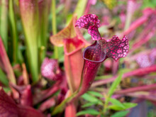 Closeup Shot Of A Purple Pitcher Plant Flower