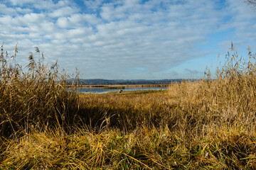 Sticker - Beautiful view of dry reeds and a lake