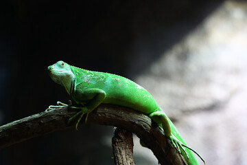 Canvas Print - Closeup shot of a beautiful green reptile in its habitat