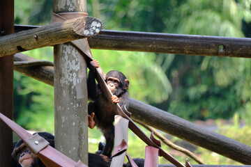 Wall Mural - Closeup of funny chimpanzee in the forest