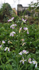 Sticker - Wild radish flower. hortensis f. raphanistroides. Raphanus caudatus. Raphanus sativus Linn flower.