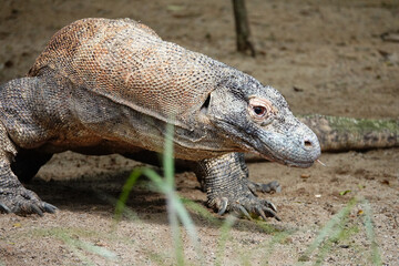 Closeup of a Komodo dragon in its natural habitat