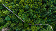© Simon Wiltshire/Wirestock - Aerial shot of a path between trees with green foliage in the forest on a summer day in Scotland