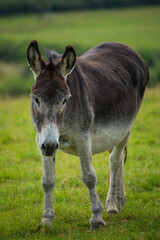 Poster - Vertical shot of a donkey on a green grass field